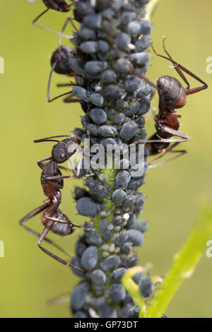 Wood Ants (Formica sp.) tending their aphid flock Stock Photo