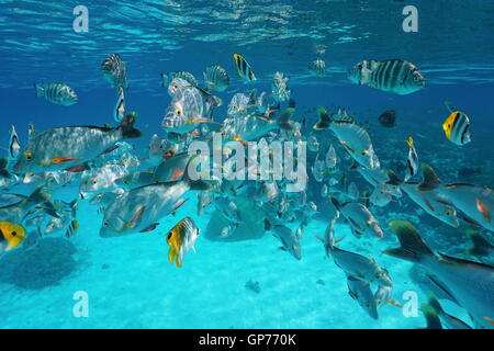 Tropical fish shoal (mostly humpback red snapper) underwater close to water surface,Rangiroa lagoon, Pacific ocean, Polynesia Stock Photo