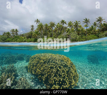 Split-shot over under water surface, tropical shore with coconut tree and fire coral underwater, Pacific ocean, French Polynesia Stock Photo