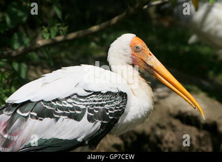 South Asian Painted Stork (Mycteria leucocephala)  portrait, seen in profile Stock Photo