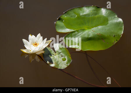 Nymphaea tetragona, Pygmy Waterlily flowering in water Stock Photo