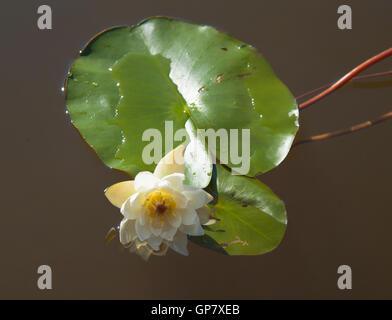 Nymphaea tetragona, Pygmy Waterlily flowering in water Stock Photo