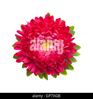 dark pink annual aster isolated on white background Stock Photo