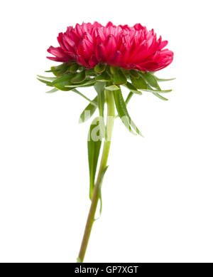 dark pink annual aster isolated on white background Stock Photo