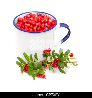 freshly picked lingonberries isolated on white background Stock Photo