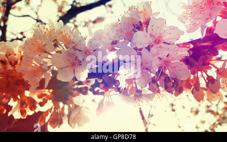 Fruit tree blossom close-up against sunrise light. Spring cherry flowers Stock Photo