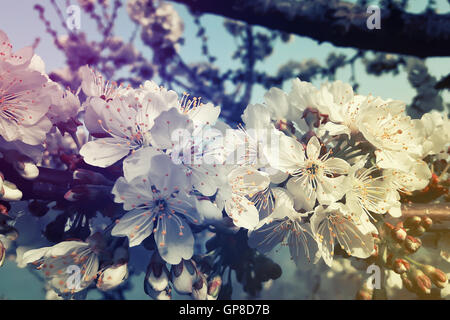 Spring Cherry blossoms, white flowers. Stock Photo