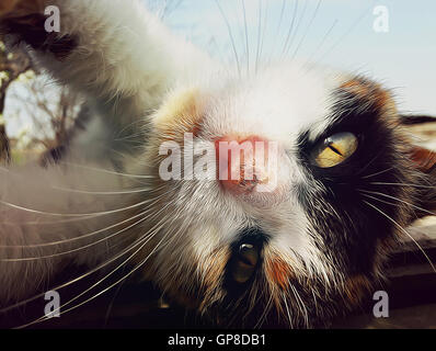 Playful domestic cat lying on a roof. Cute kitten in a bizarre posture Stock Photo
