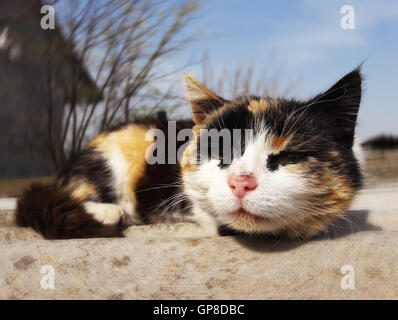 Curious three color furry spotted cat heats on a roof Stock Photo