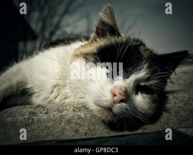 Sleepy and lazy country cat lying Stock Photo