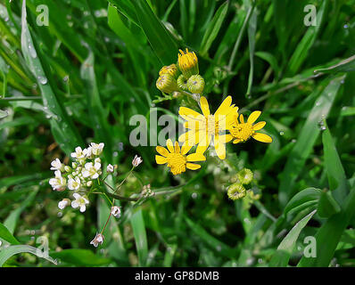 Fresh green grass with dew and beautiful meadow flowers in the morning Stock Photo