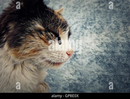 Stripped cat in profile looking forward attentive, sneak. Illustration with copy space Stock Photo