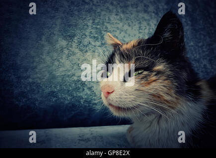 Portrait illustration of a laying cat looking forward Stock Photo