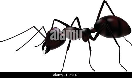 a close up view of a vector ant isolated on white Stock Vector