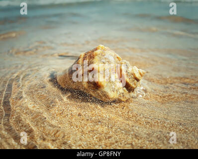 Large whelk shell washed by sea waves. Summer vacation background Stock Photo