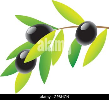 Olive branch with leaves isolated on white background. Vector ...