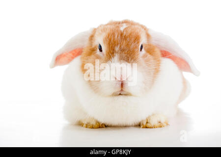 Trained pet white background studio photography. Cute animals close up photos. Purebreed show animal.'wo'ear eared funny bunny Stock Photo