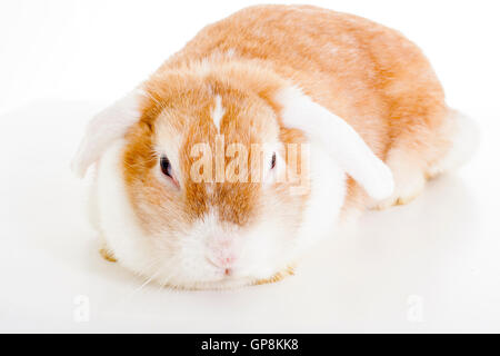 Trained pet white background studio photography. Cute animals close up photos. Purebreed show animal.'wo'ear eared funny bunny Stock Photo