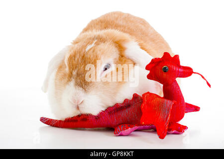 Wo eared bunny in white background studio play with red dragon toy, Cute beasutiful orange lop dutch rabbit widder nhd dwarf Stock Photo