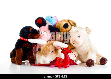 Trained pet white background studio photography. Cute animals close up photos. Purebreed show animal.'wo'ear eared funny bunny Stock Photo