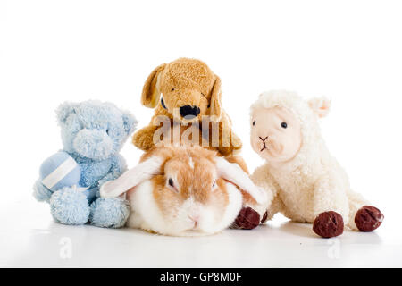 Trained pet white background studio photography. Cute animals close up photos. Purebreed show animal.'wo'ear eared funny bunny Stock Photo