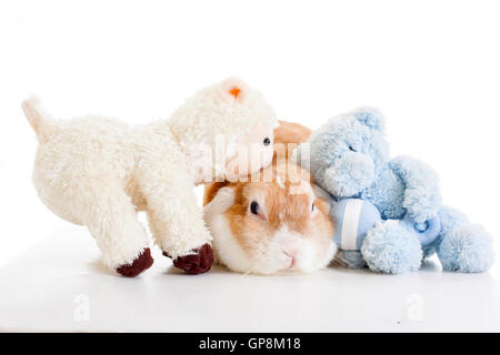 Trained pet white background studio photography. Cute animals close up photos. Purebreed show animal.'wo'ear eared funny bunny Stock Photo