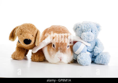 Trained pet white background studio photography. Cute animals close up photos. Purebreed show animal.'wo'ear eared funny bunny Stock Photo