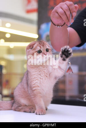 Chengdu. 3rd Sep, 2016. Photo taken on Sept. 3, 2016 shows a Scottish Fold cat at a cat show of World Cat Federation (WFC) in Chengdu, capital of southwest China's Sichuan Province. More than 80 cats attended the show. Credit:  Jinma Mengni/Xinhua/Alamy Live News Stock Photo
