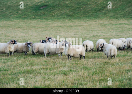 Scottish Blackface Sheep / rams in the borders. Scotland Stock Photo