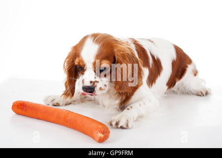 dog,pet,breed,food,snack,healthy,nutriment,meat,feed,chow,ate,sausage,treat,weenie,hot,dog,tongue,snags,snorker,wiener,with,lap, Stock Photo