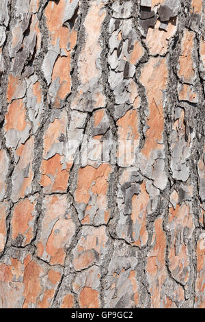 Pine tree bark background Stock Photo