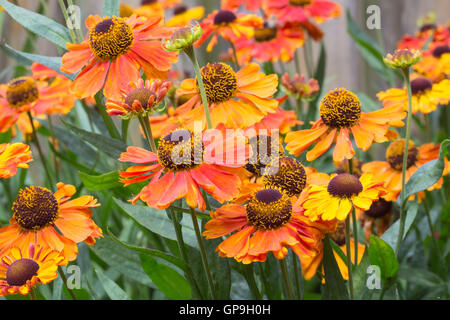 Beautiful orange helenium flowers in an ornamental garden Stock Photo