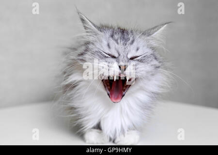 Cat yawning but can appear to be smiling Stock Photo