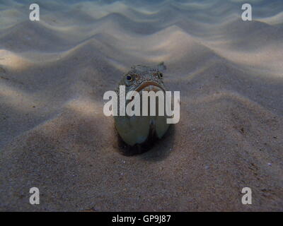 A Spotted Weever (Trachinus araneus) lying in the sand of the mediterranean sea waiting for prey in Catalunya, Spain. Stock Photo