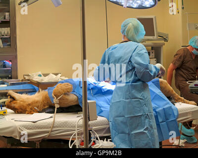 Tampa, Florida. May 3rd, 2015. the vets at Busch Gardens Tampa suturing the stomach of a lioness. Stock Photo