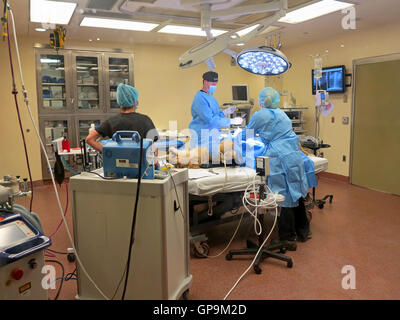 Tampa, Florida. May 3rd, 2015 the vets at Busch Gardens Tampa suturing the stomach of a lioness. Stock Photo