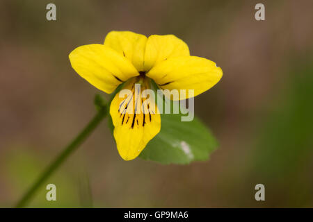 Yellow Wood Violet (Viola biflora) flower Stock Photo