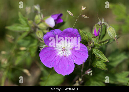 Wood Cranesbill (Geranium sylvaticum) flower Stock Photo