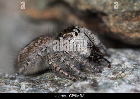 female jumping spider (Aelurillus v-insignitus) eating a mirid bug Stock Photo