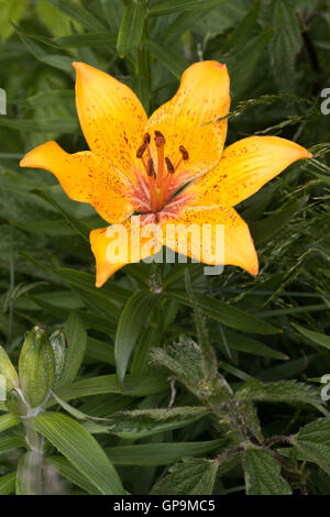 Orange Lily (Lilium bulbiferum ) flower Stock Photo