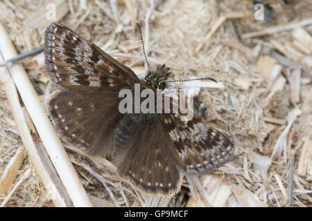 Dingy Skipper (Erynnis tages) Stock Photo