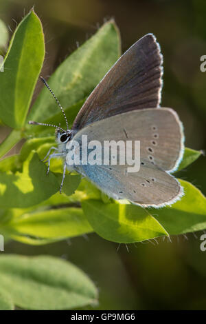 Little Blue (Cupido minimus) butterfly Stock Photo