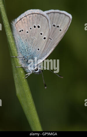 Mazarine Blue (Cyaniris semiargus) resting on a grass stem Stock Photo