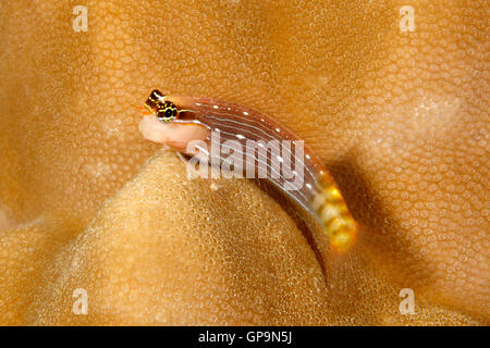 White-lined Comb-Tooth Blenny, Ecsenius pictus resting on a hard coral. Also known as Pictus Blenny. Stock Photo