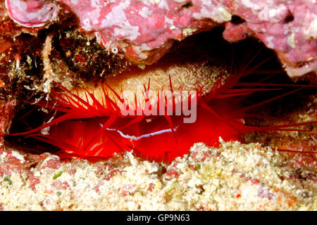 Electric Flame Scallop, Ctenoides ales, also known as a Disco Clam. These beautiful shells hide in caves or under ledges. Stock Photo