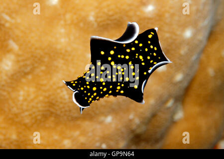 Gold-dotted marine flatworm, Thysanozoon nigropapillosum, swimming in mid water near a coral reef. Stock Photo