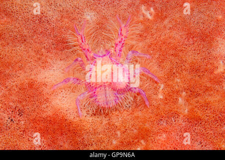 Hairy Squat Lobster, Lauriea siagiani, with an attached unidentified parasite and eggs.Tulamben, Bali, Indonesia. Stock Photo