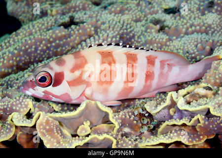 Blacktip Grouper, or Blacktip Cod, Epinephelus fasciatus, resting on Coral.Tulamben, Bali, Indonesia. Bali Sea, Indian Ocean Stock Photo