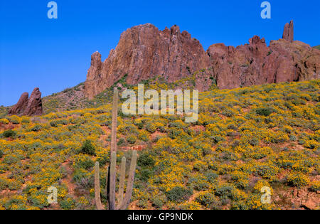 USA, Arizona, Tonto National Forest, Superstition Wilderness, Brittlebush blooms on slopes beneath rocky outcrop. Stock Photo