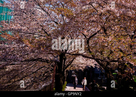 People walk under cherry blossoms in Tokyo, Japan Stock Photo